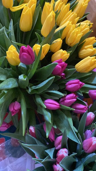 Голландские тюльпаны