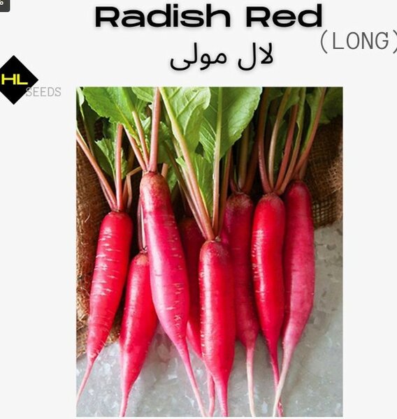 Radish Red Long (Heirloom)