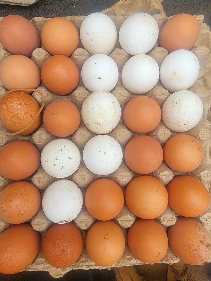 Fresh Eggs