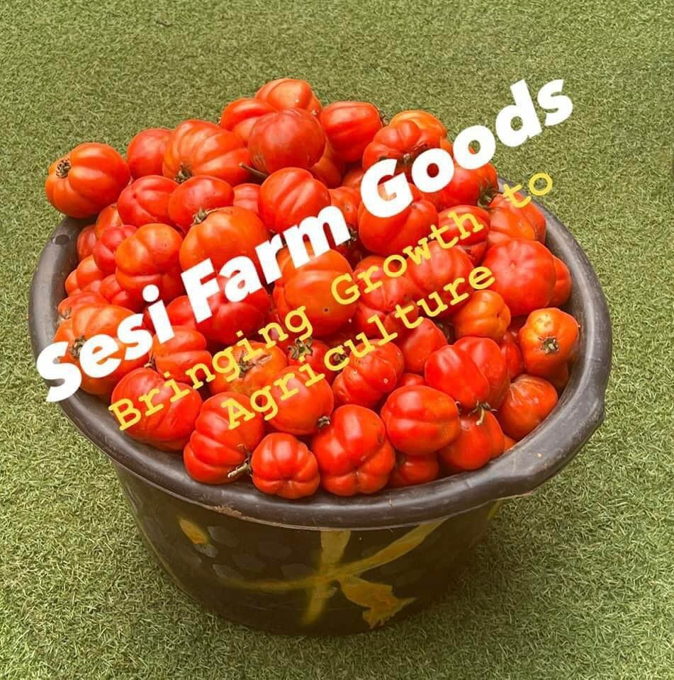 Freshly harvested vegetables