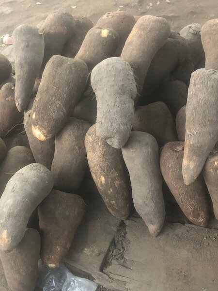 Yam frais délicieux bio