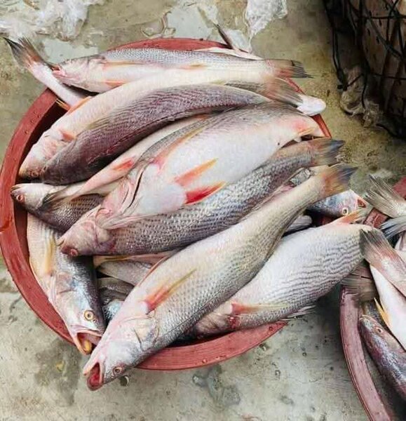 Poissons frais de qualité