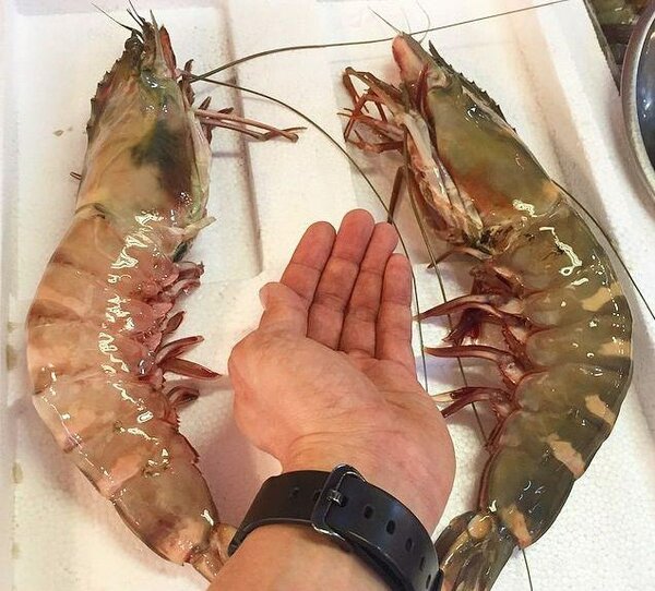 Crevettes fraîches géantes - Qualité supérieure