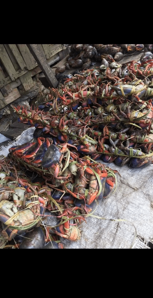 Crabes frais pour cuisine