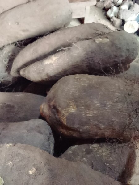 Igname tout les qualités