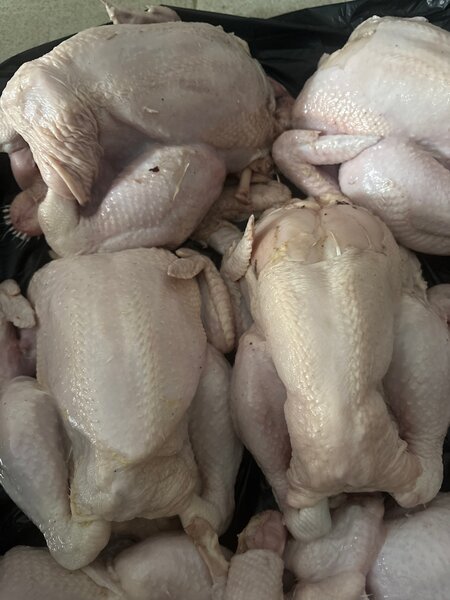Poulets entiers frais