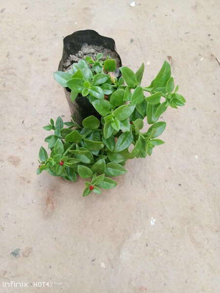 plantes vertes d'intérieur