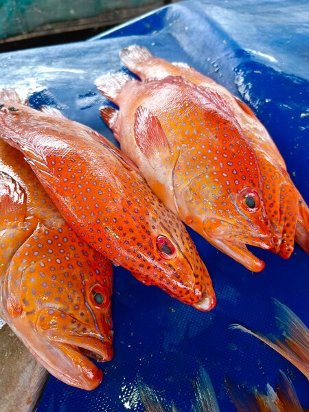 Mérou Frais Corail Rouge