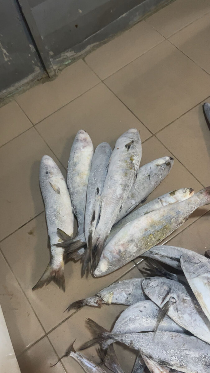 Poissons Frais Pour Cuisine