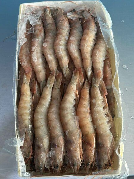 Crevettes fraîches sur glace