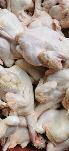 Poulet de chair et pondeuse