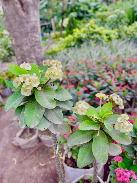 Euphorbia plant ( Phobia flower)