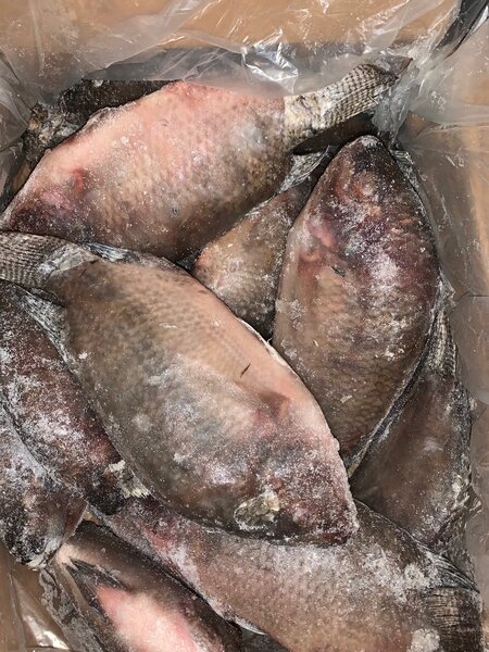 Tilapia de forme Moyenne