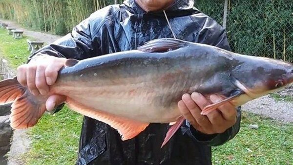Machoiron Piqué Panga 10kg