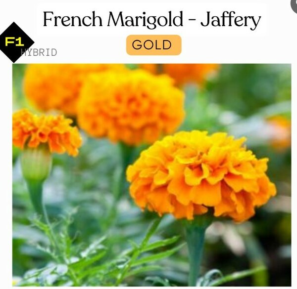 French Marigolds – Jaffery GOLD (Winter)