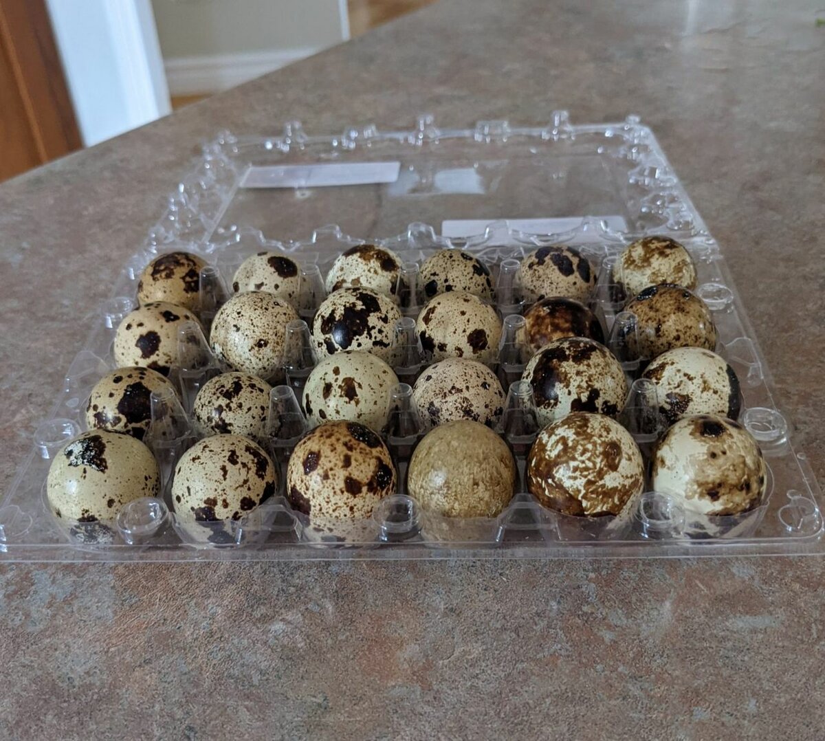 Œufs de caille frais