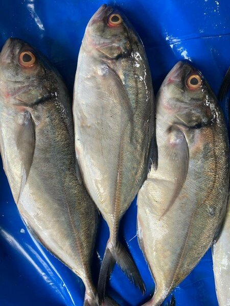 Poisson genbon frais