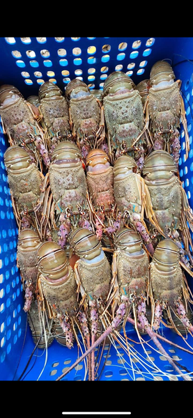 Fresh Spiny Lobsters