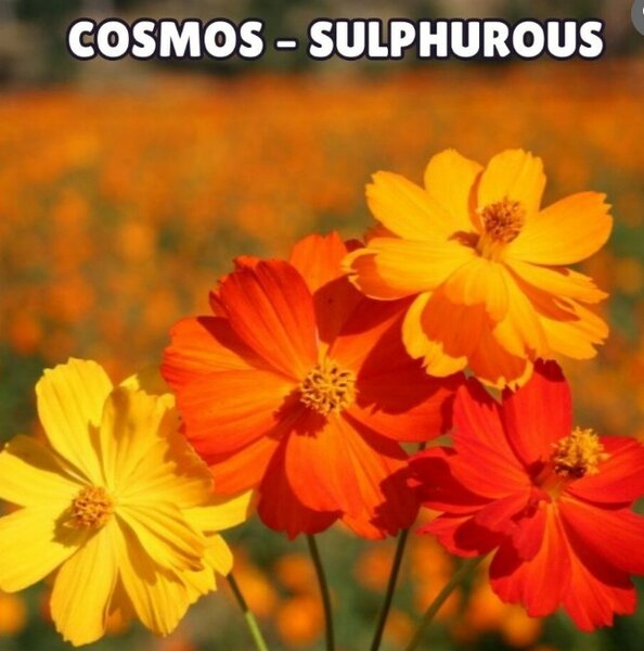 COSMOS  Sulphurous Seeds (Summer)