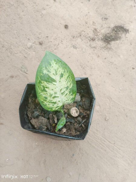 plantes vertes d'intérieur