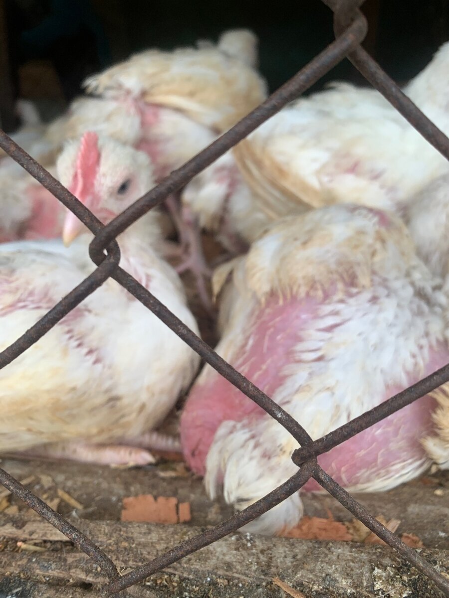 Poulet de chair et poudeuse