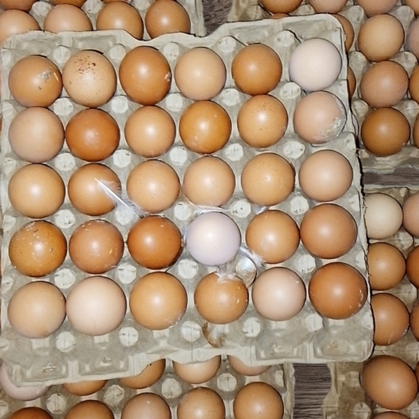 Œufs frais en palette