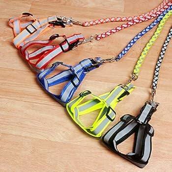 Ensemble Harnais +laisse chio