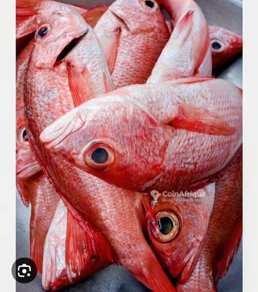 Poissons carpe. rouges