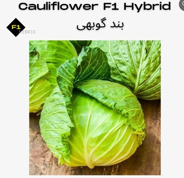 Cabbage Seeds, F1 Hybrid بند گوبھی