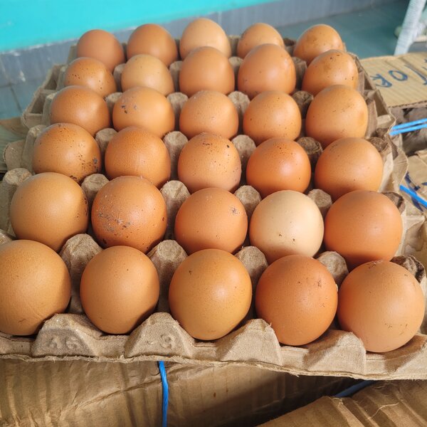 Œufs Fermiers Frais