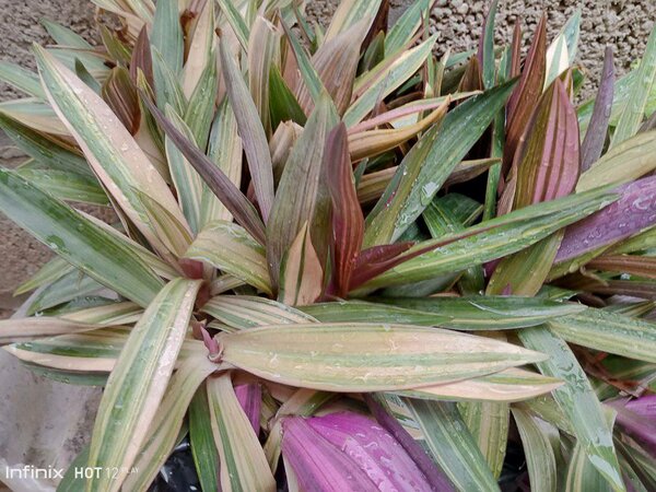 plantes vertes d'intérieur