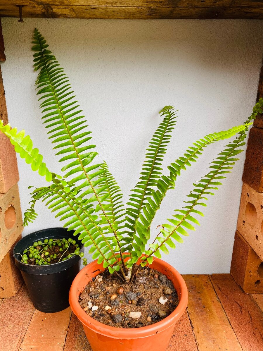 Boston Fern