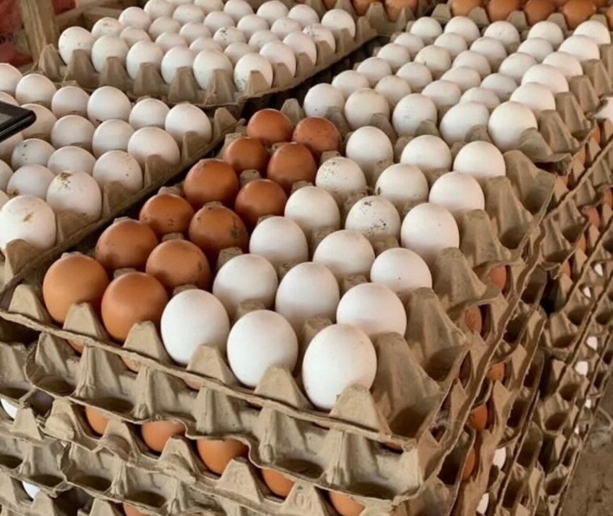Fresh Eggs