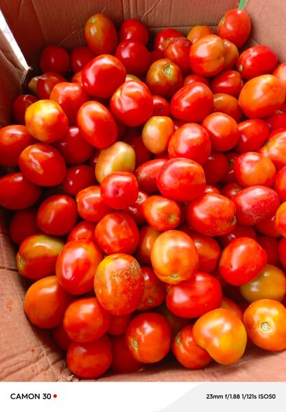 Tomates rouges fraîches