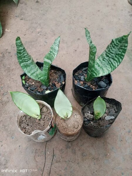 plantes vertes d'intérieur