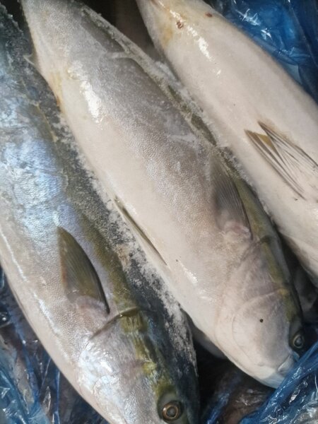 Poisson frais de mer