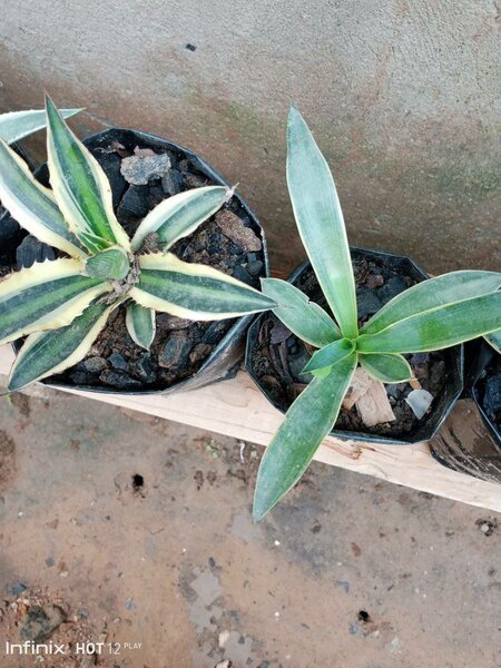 plantes vertes d'intérieur