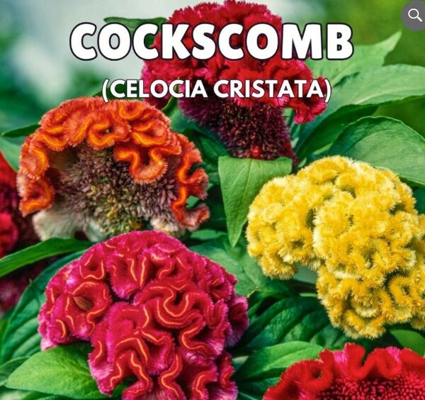 COCKSCOMB Seeds – Celosia Cristata (Summer)