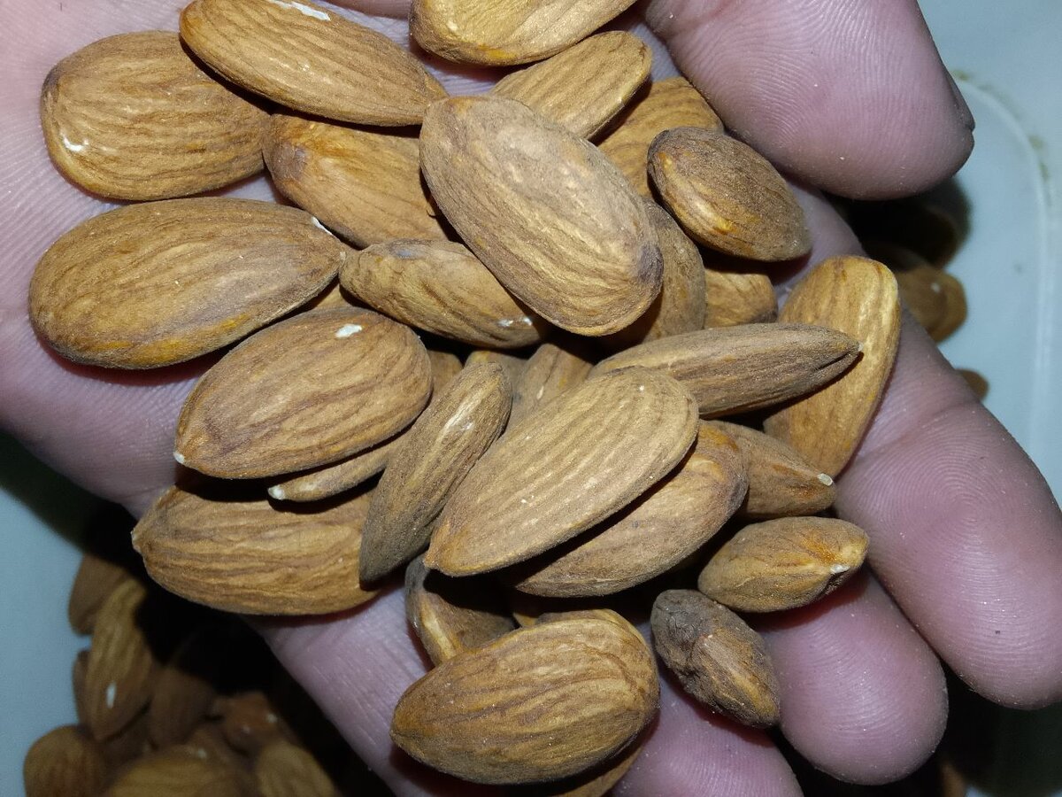 Premium American Almonds