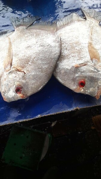 Poissons et Crevettes Fraîches