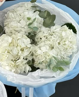 Королевские Гортензии 🤩