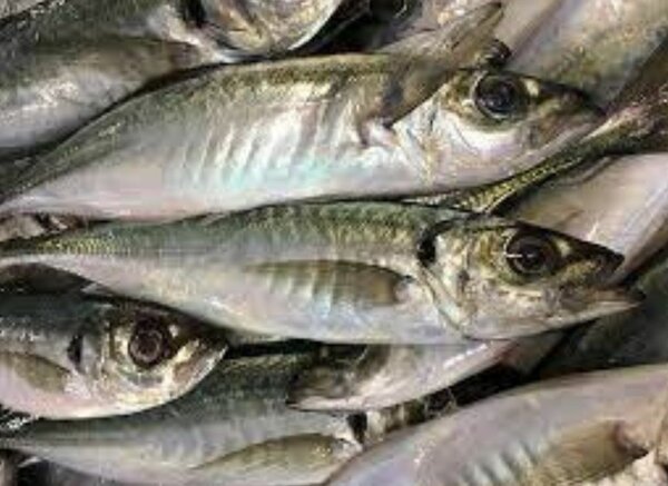 Carton Chinchard moyen 20kg