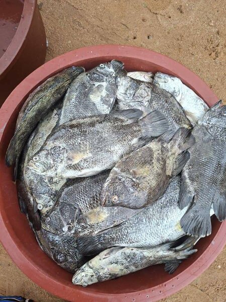 Poissons et Crevettes Fraîches