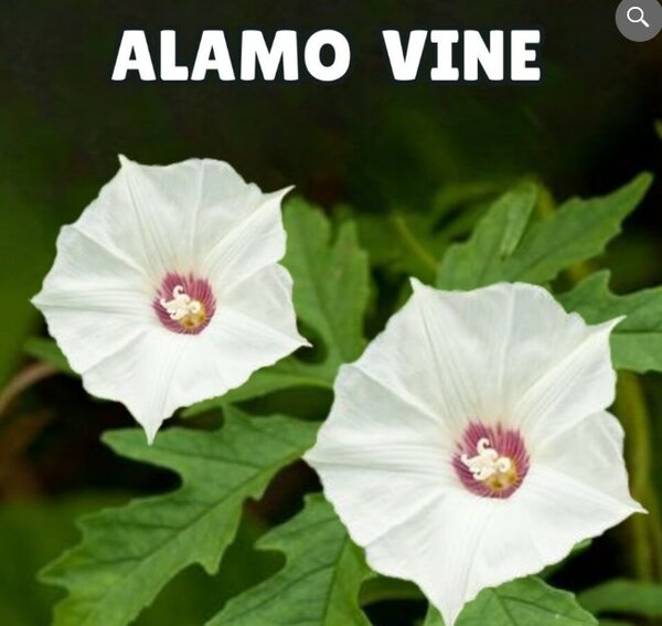Alamo Vine Seeds