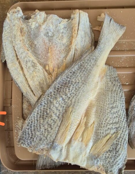 Poisson salé corvina Qualité