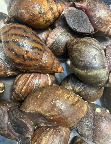 Escargots de Bourgogne frais