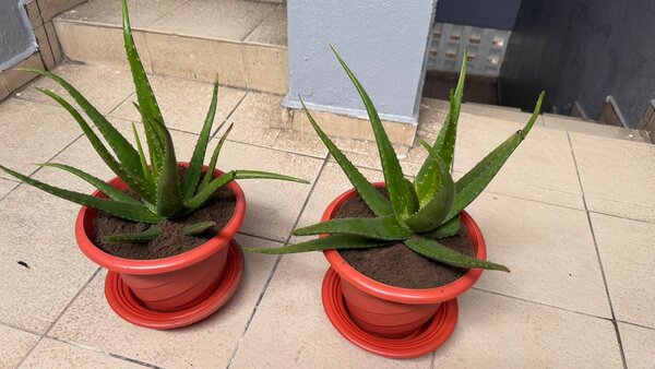 Plantes Aloe Vera en Pots