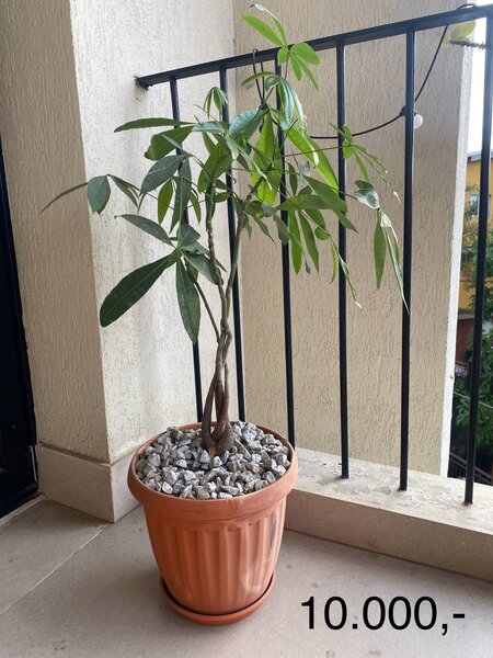 Decorative Potted House Plant
