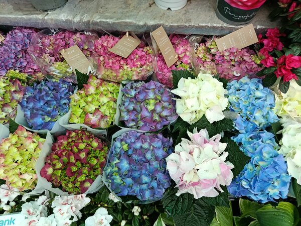 Сортовые гортензии