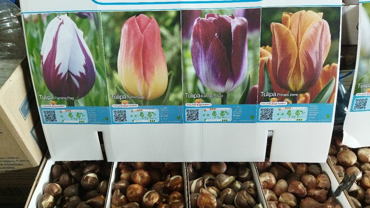 Бокаловидные тюльпаны